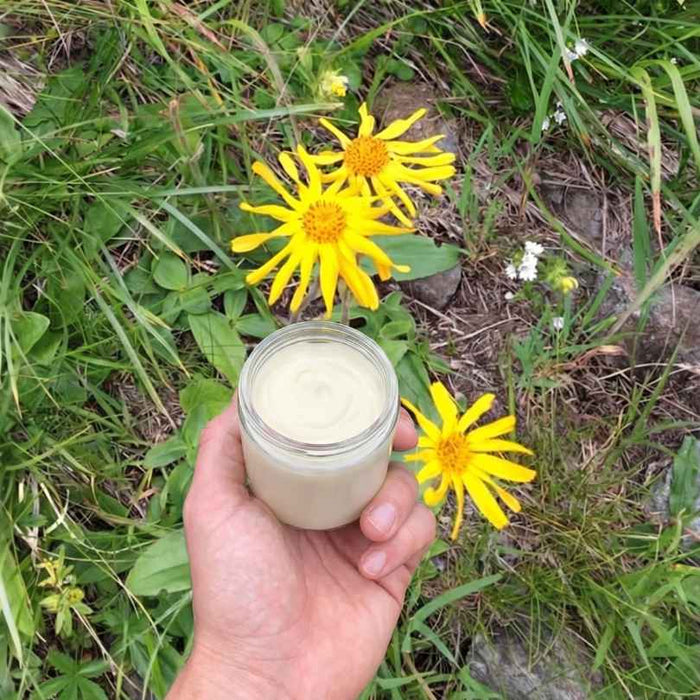 Arnica montana