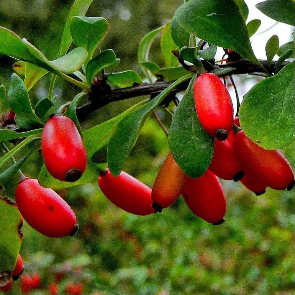 Racine de Berberis Aristata