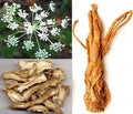 Extrait de racine d'Angelica polymorpha sinensis